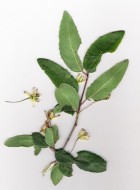Crinodendron tucumanum